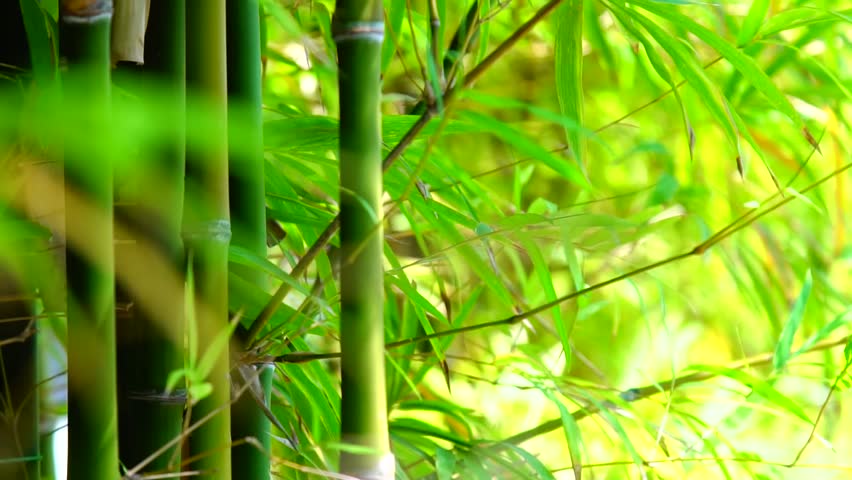 Bamboo